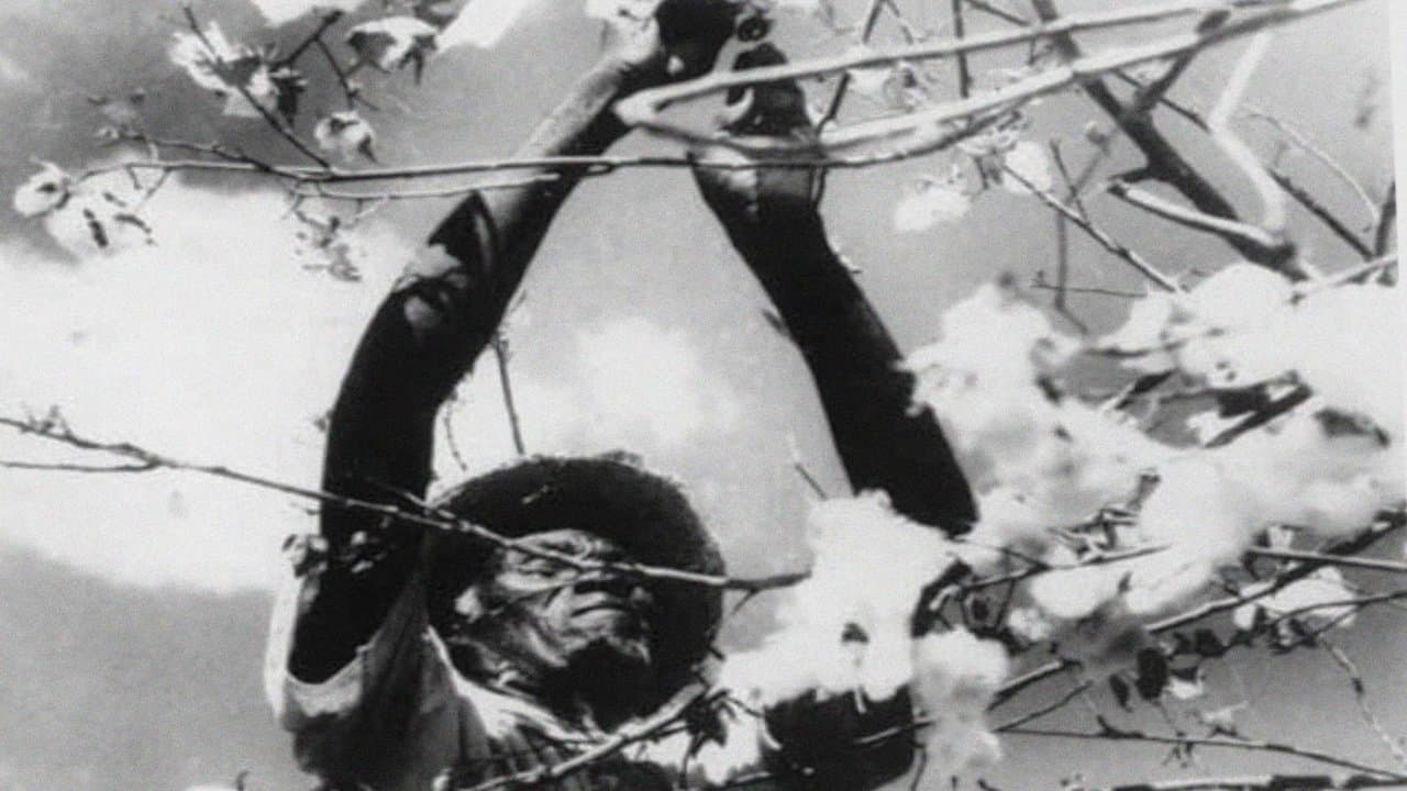 The Land of São Saruê