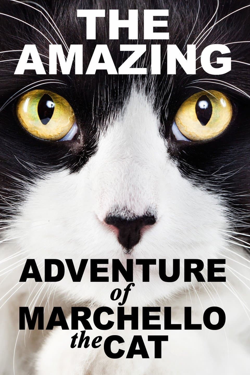 A Cat's Tale photo