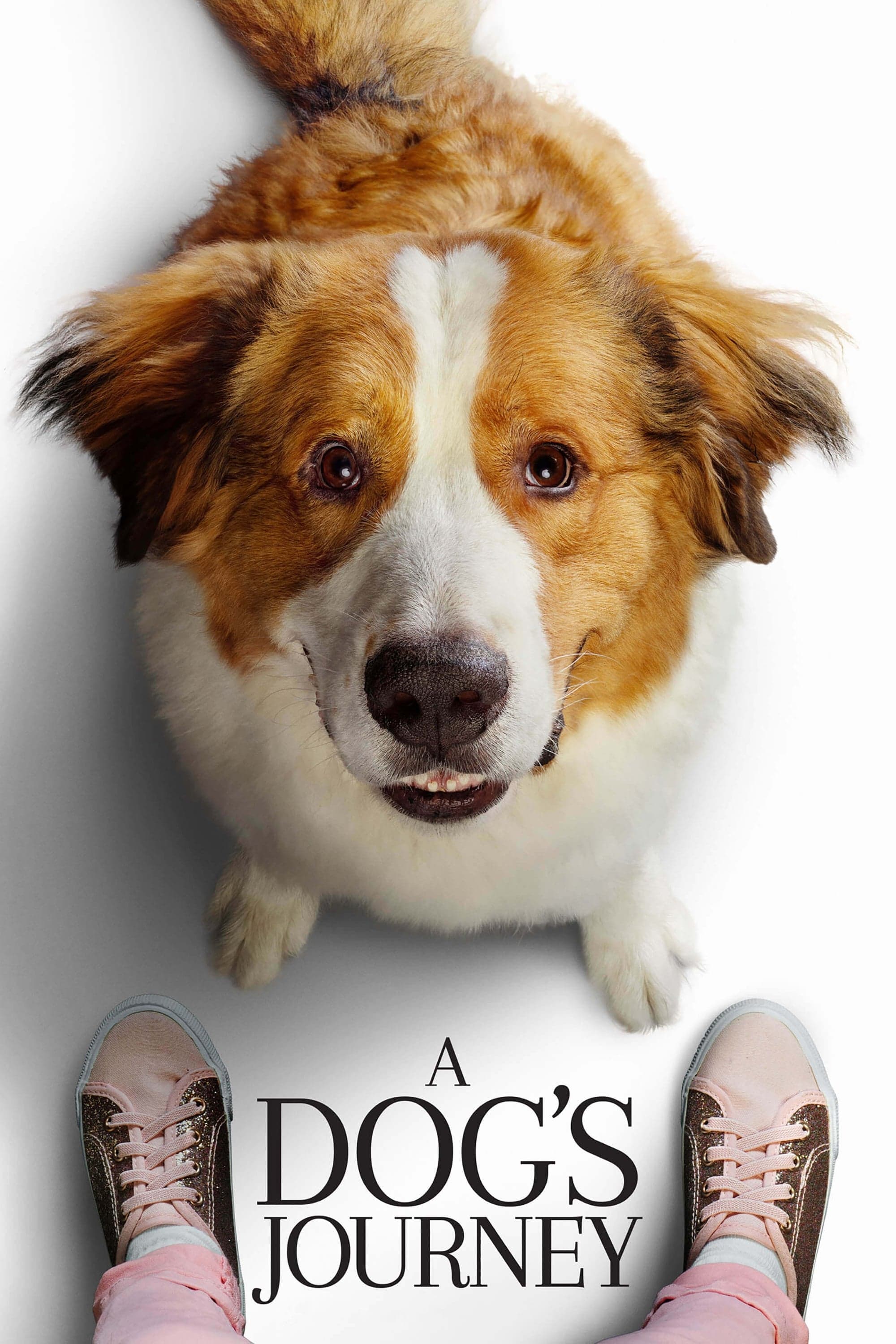 A Dog's Journey photo