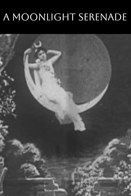 A Moonlight Serenade photo