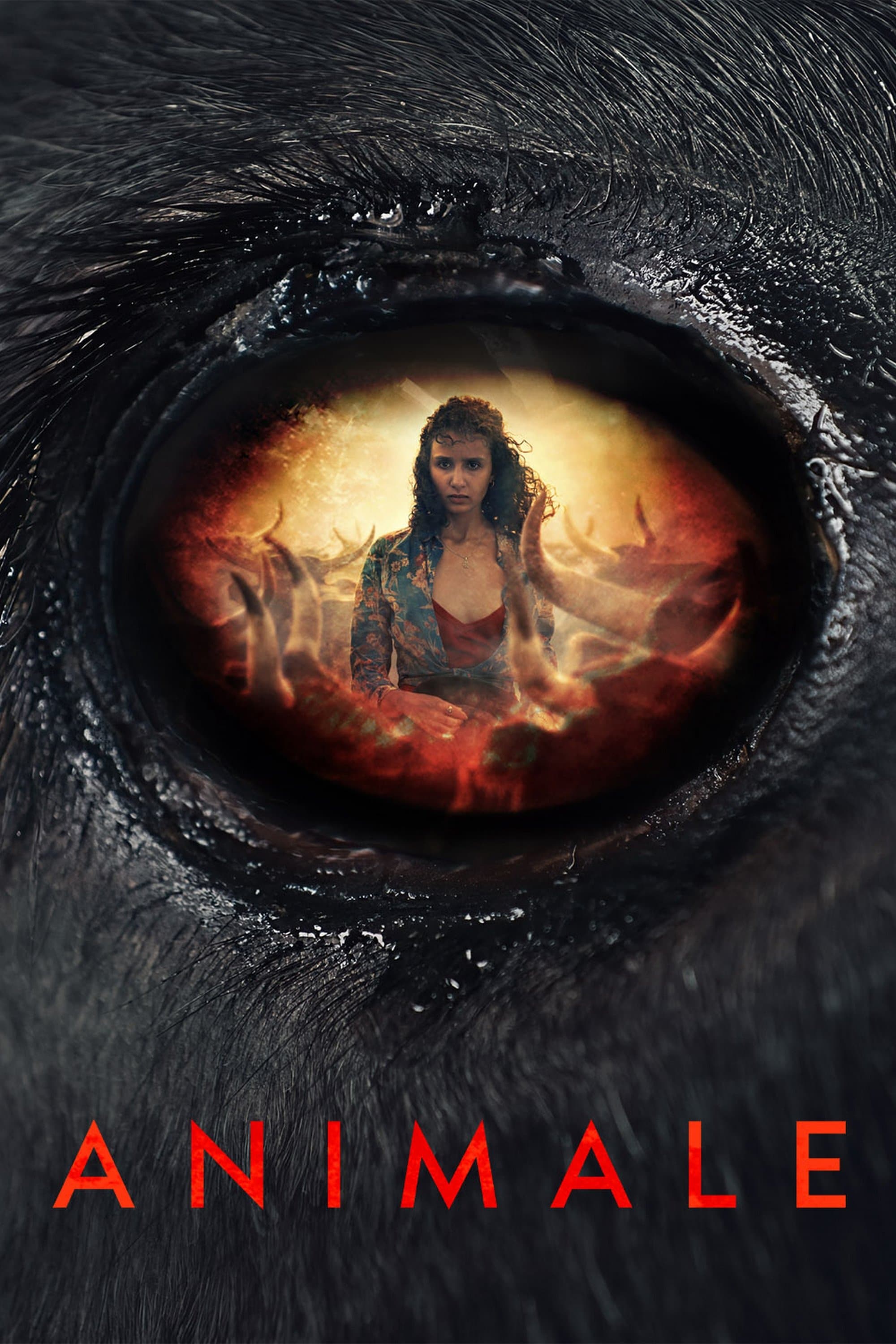 Animale photo