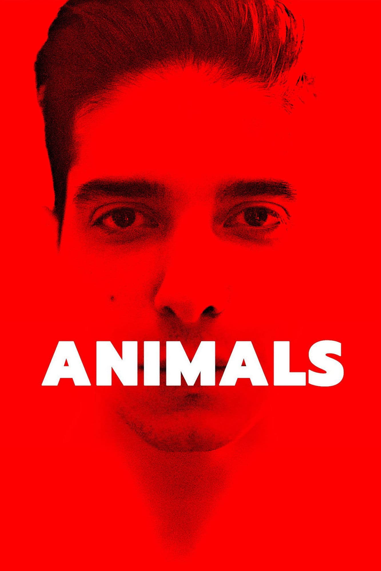 Animals photo