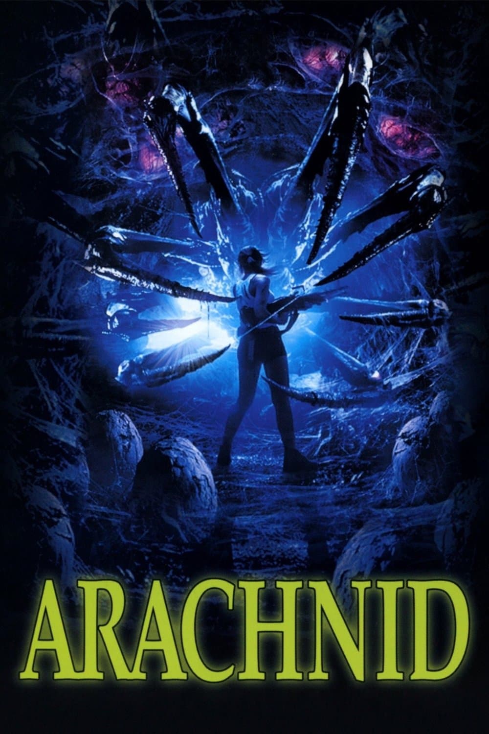 Arachnid photo