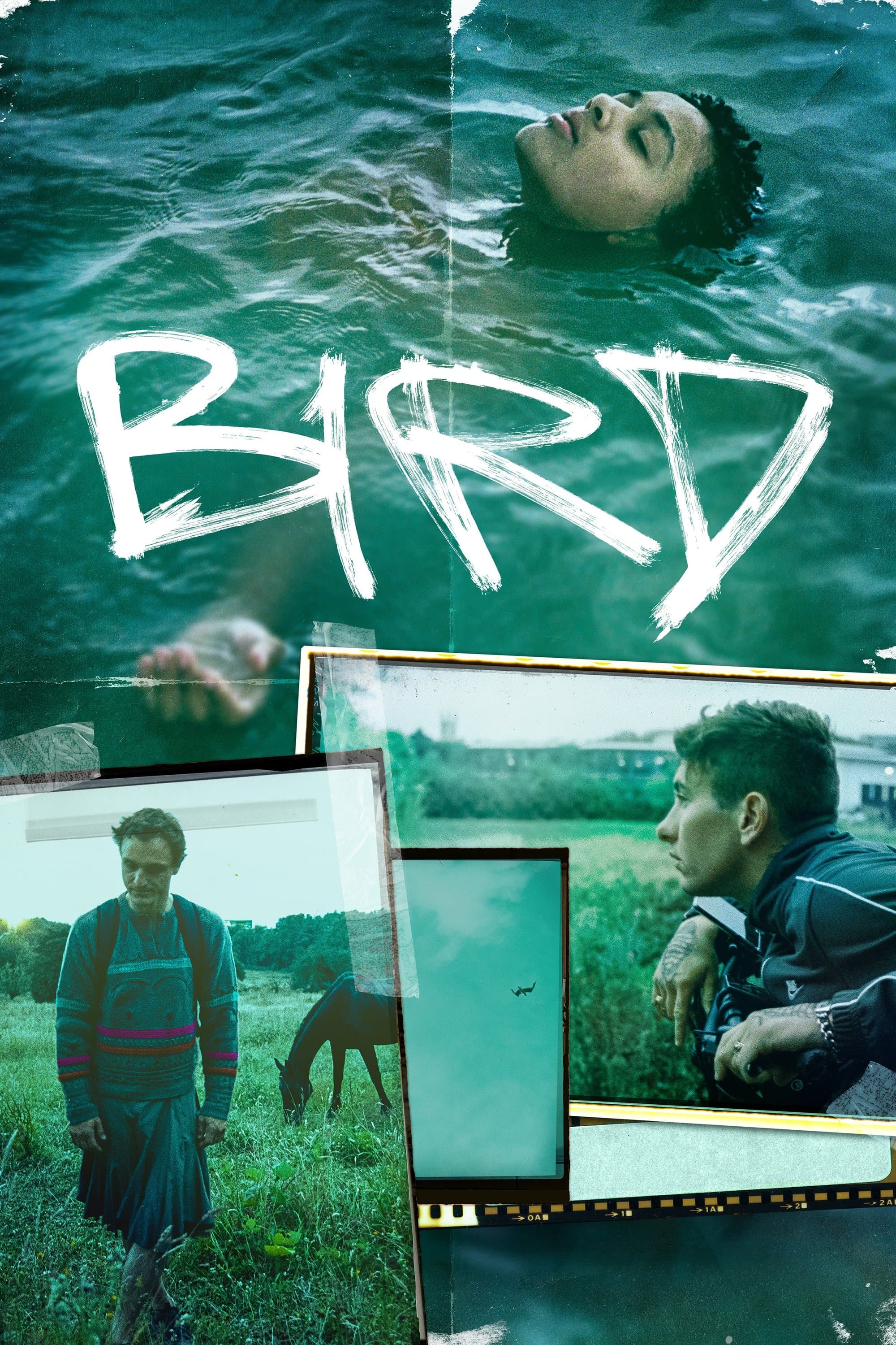 Bird photo