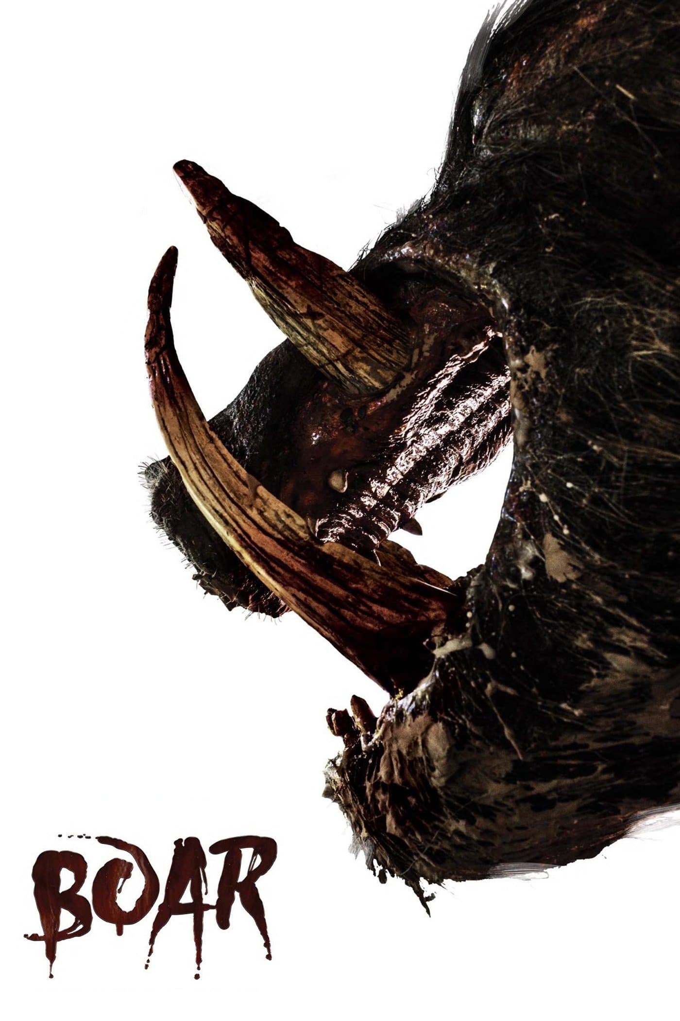 Boar photo