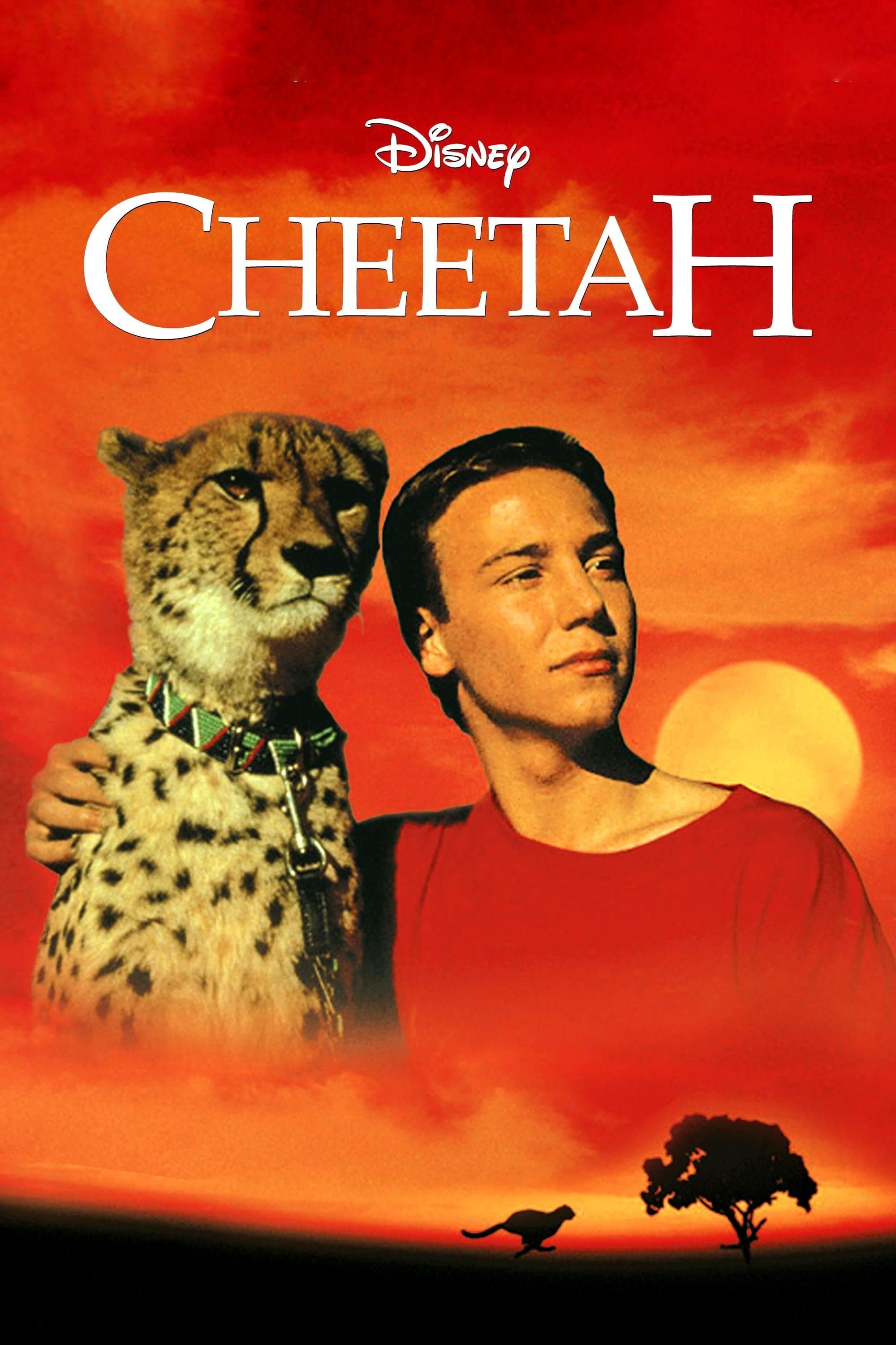 Cheetah photo