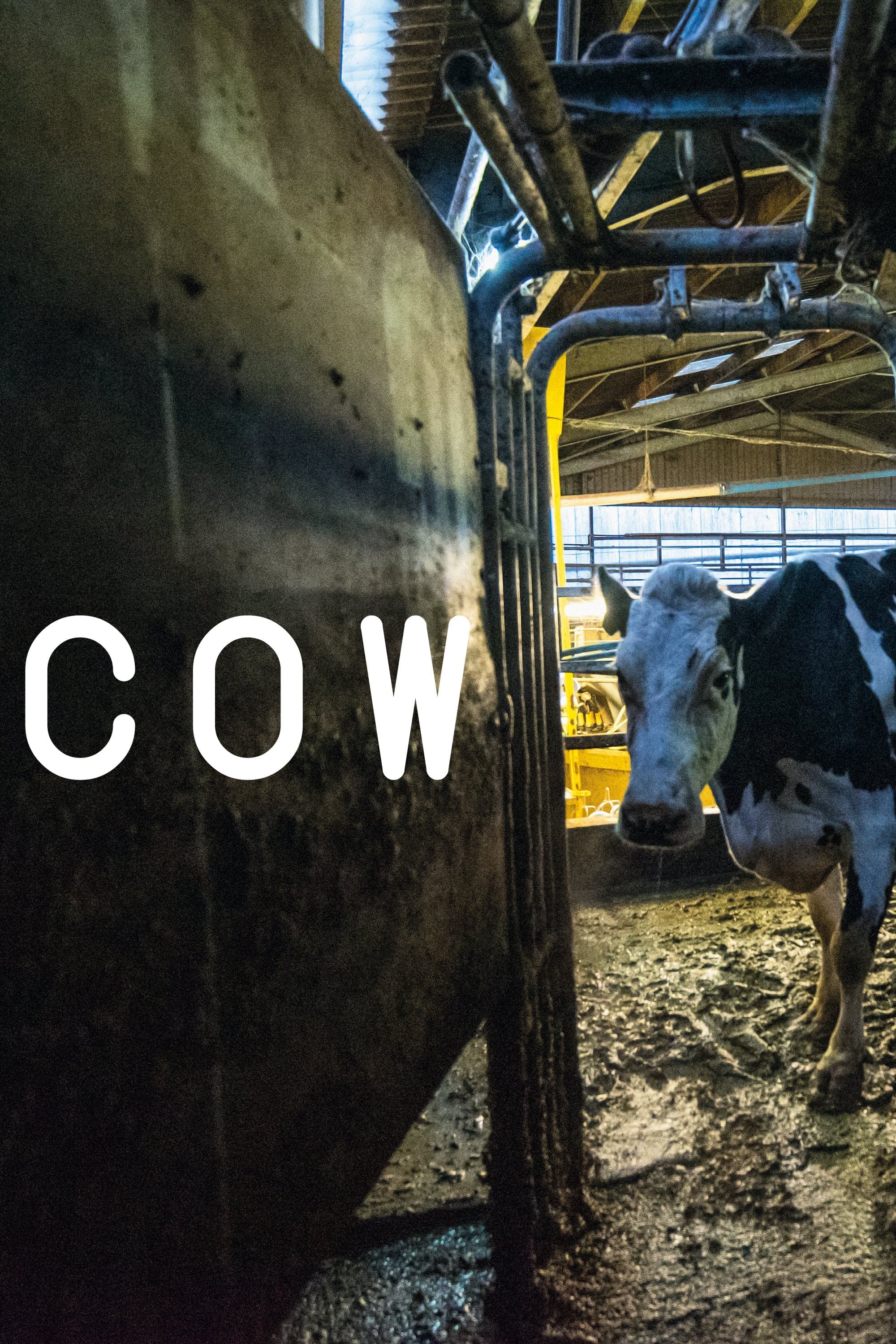 Cow photo