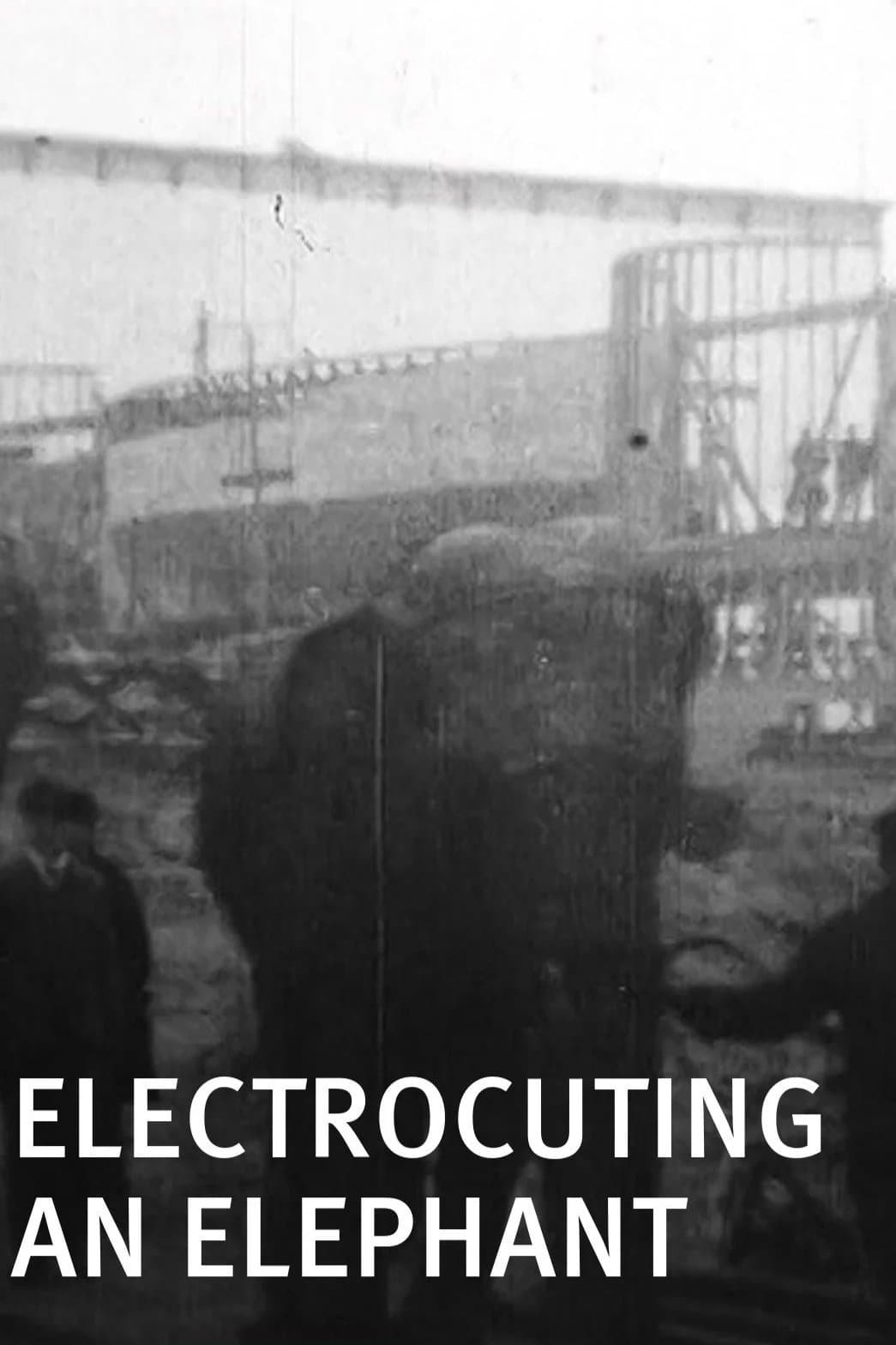 Electrocuting an Elephant photo