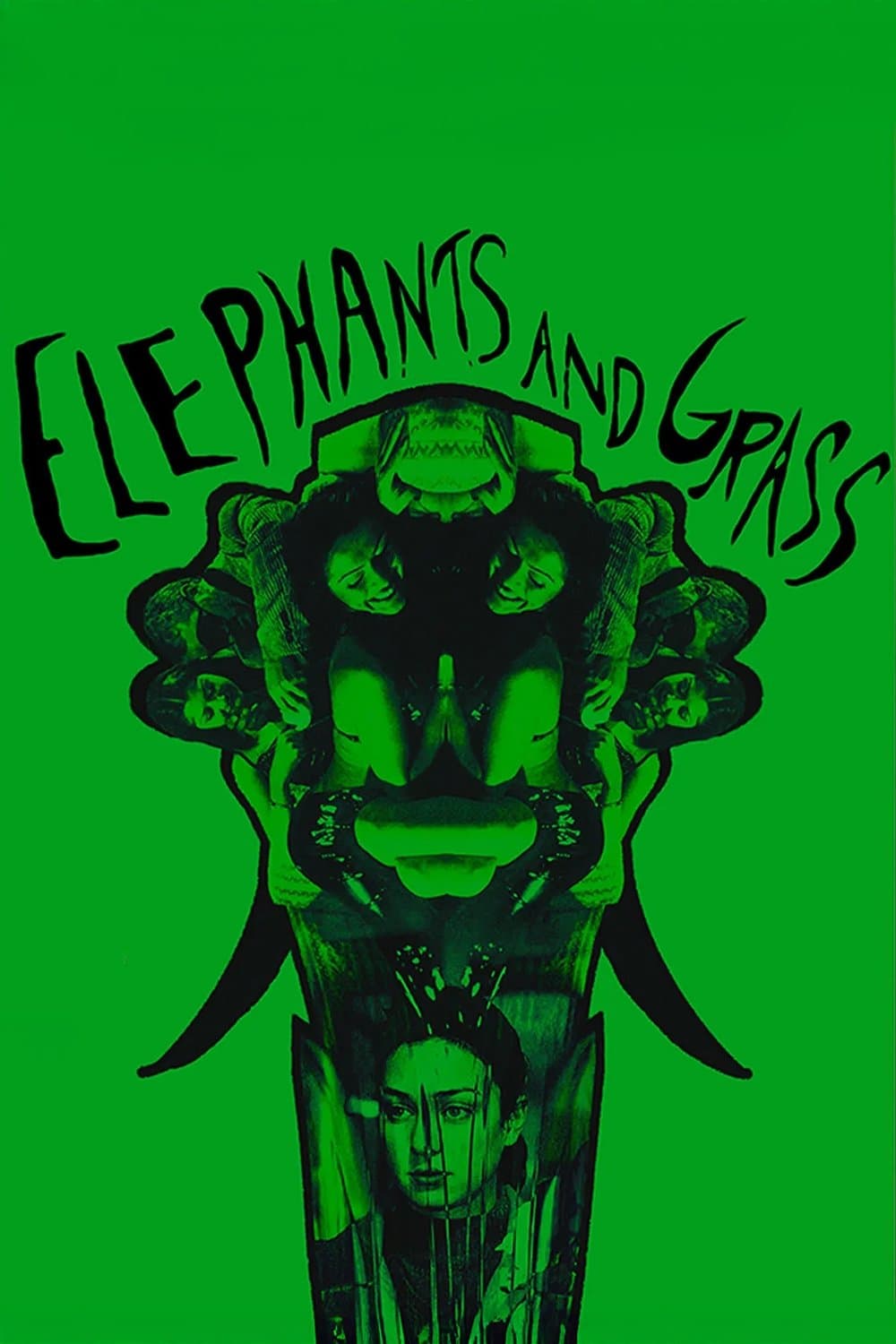 Elephants and Grass photo