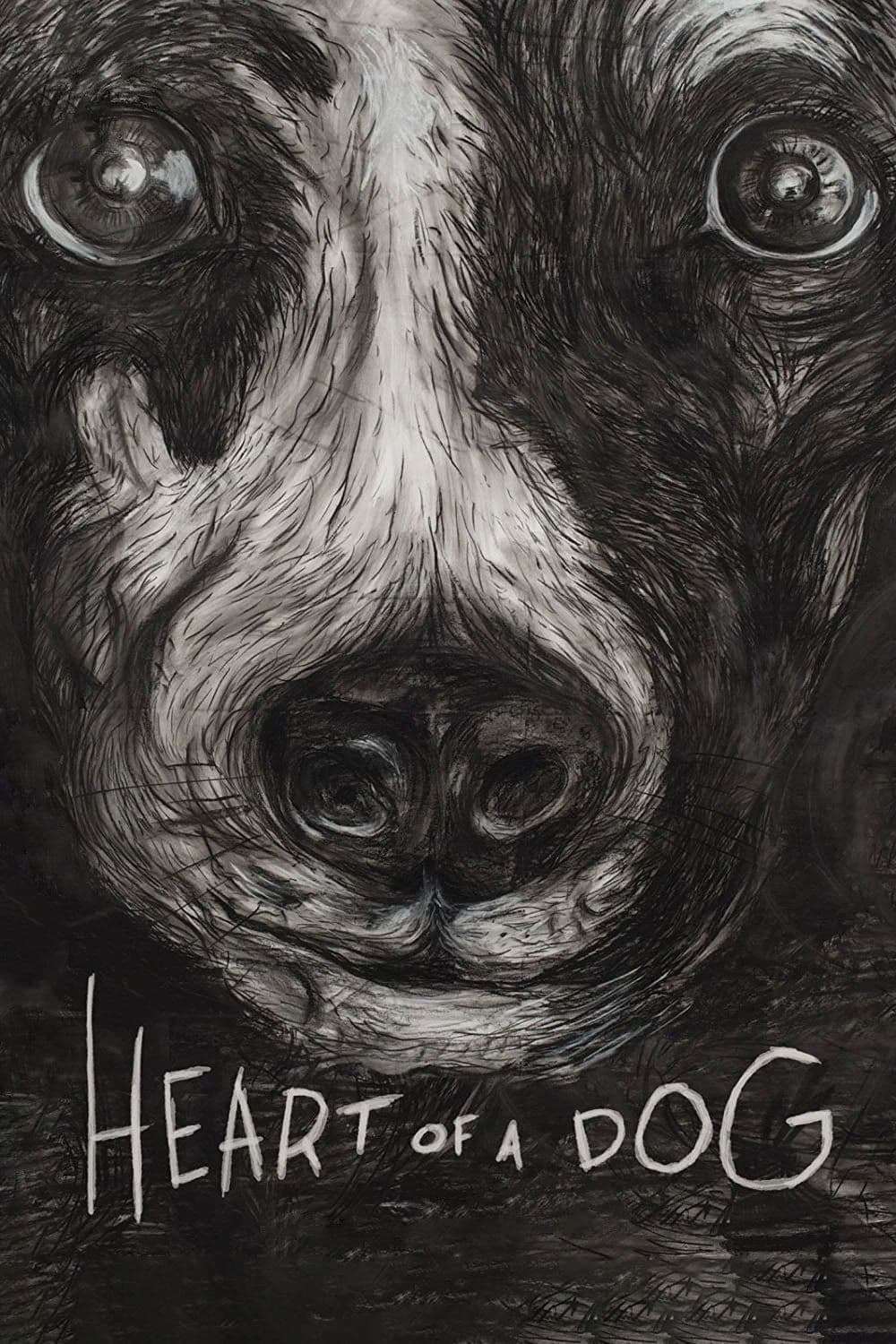Heart of a Dog photo