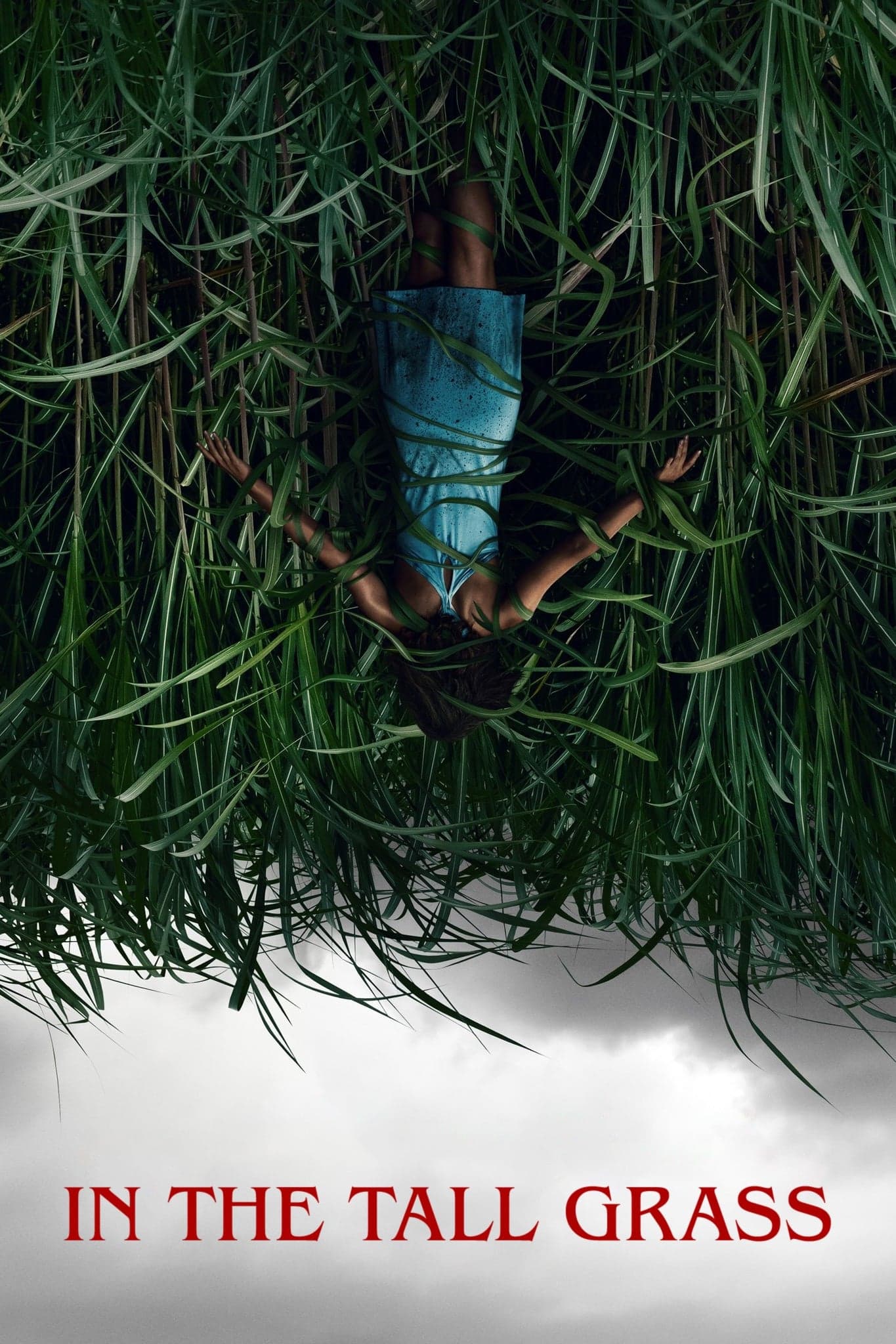 In the Tall Grass photo