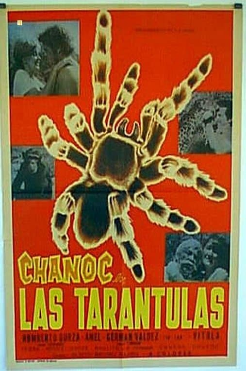 Las tarántulas photo