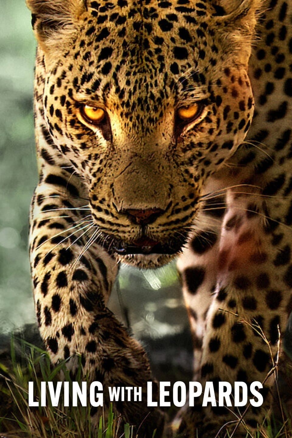 Living with Leopards photo