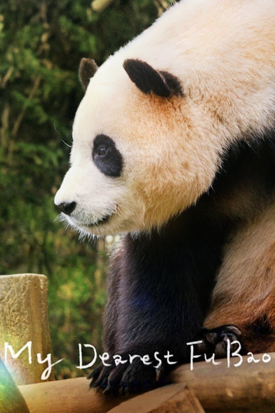My Dearest Fu Bao photo