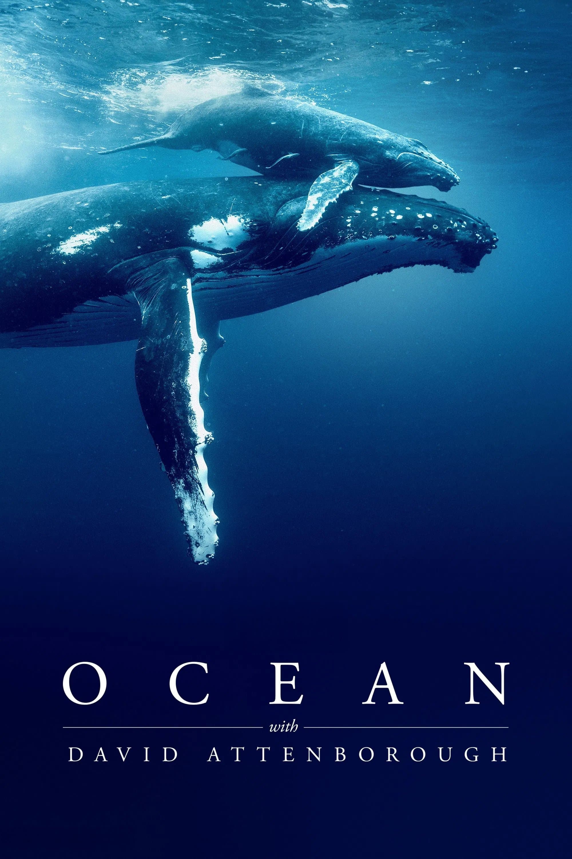 Ocean with David Attenborough photo