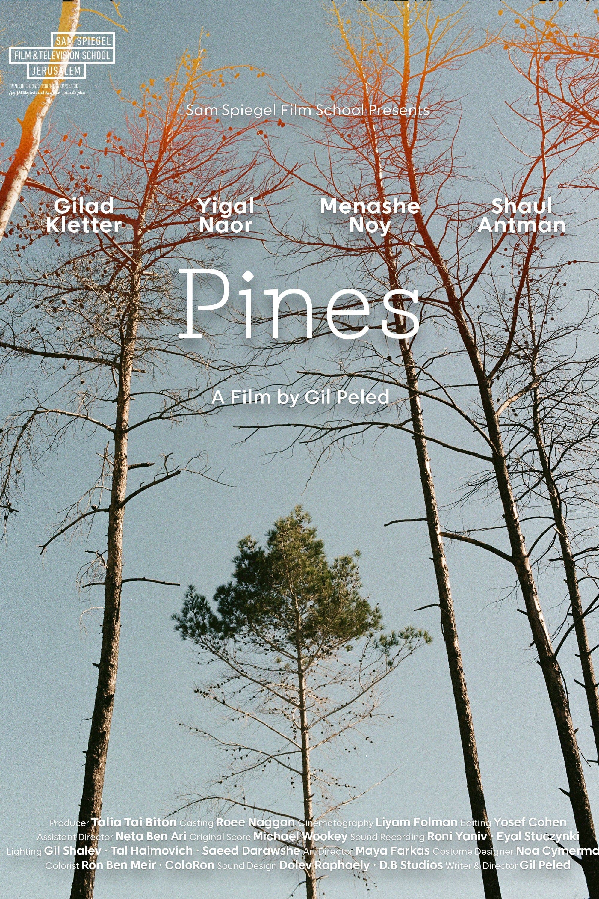 Pines photo