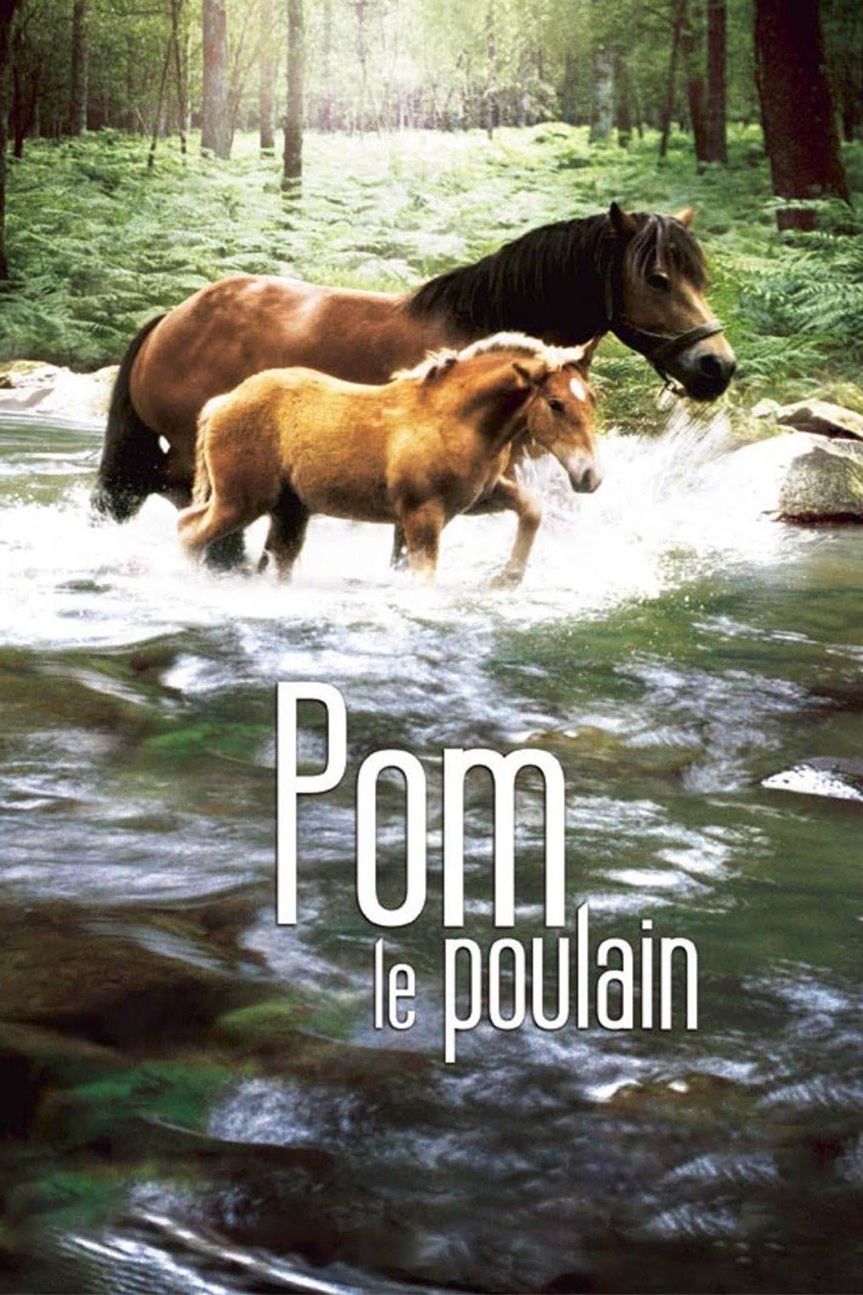 Pom, le poulain photo