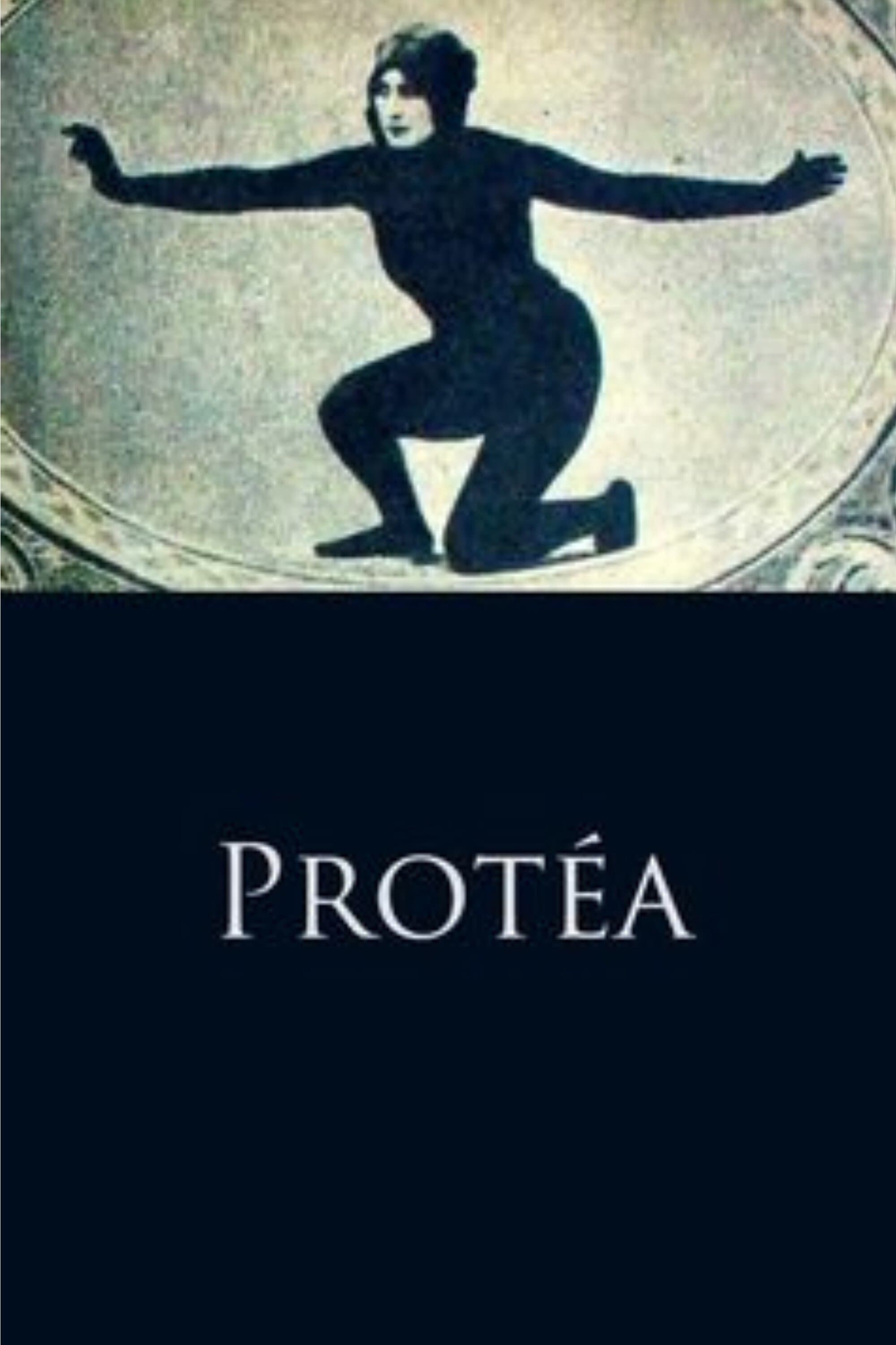 Protéa photo