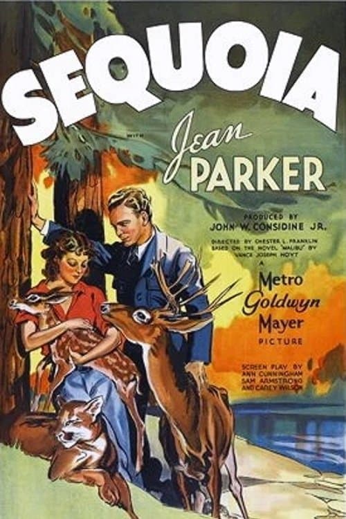 Sequoia photo