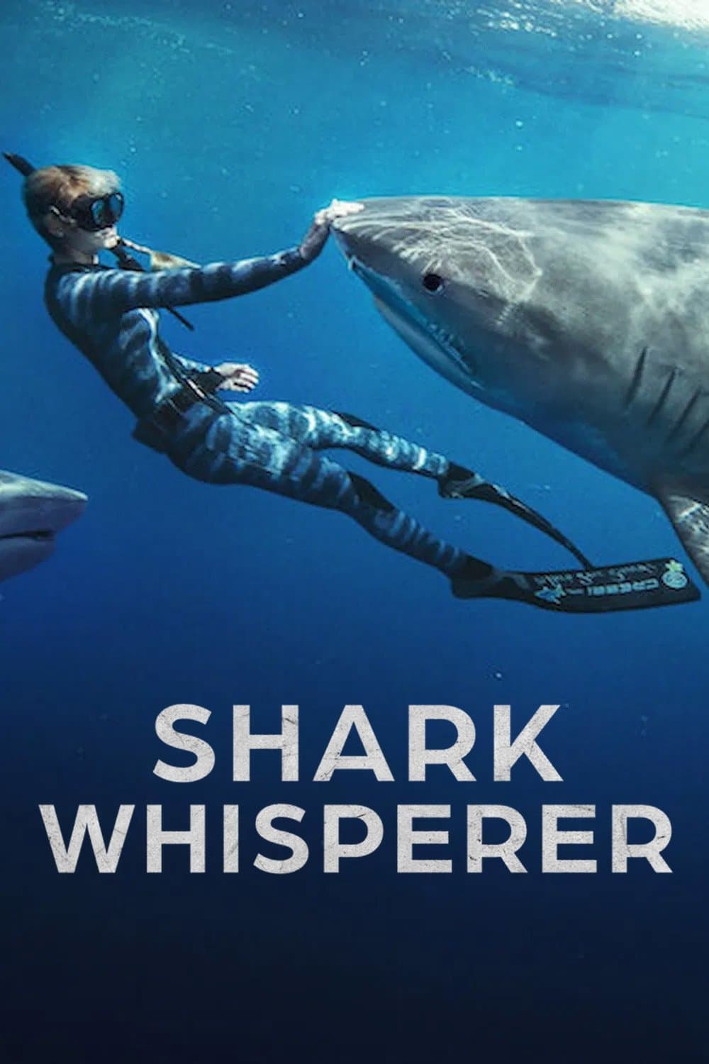 Shark Whisperer photo