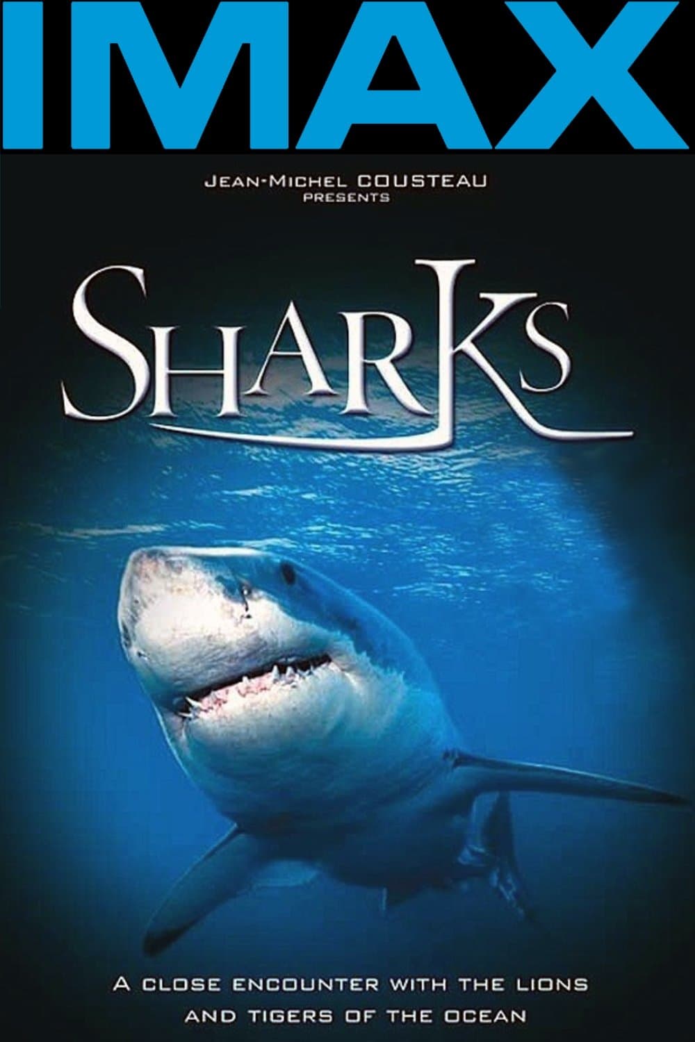 Sharks 3D photo