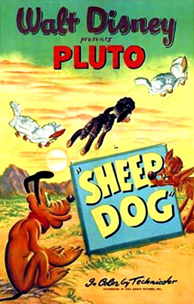 Sheep Dog photo