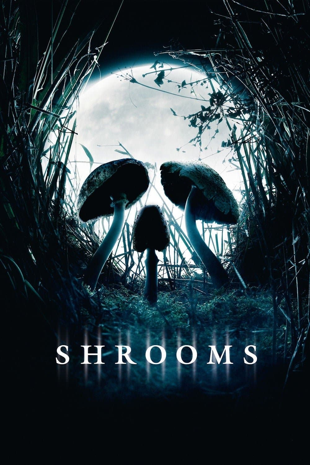 Shrooms photo