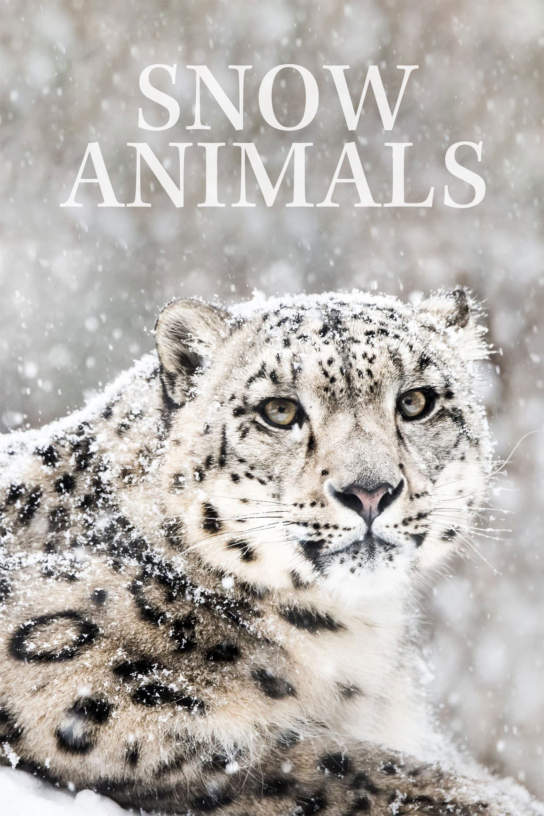 Snow Animals photo