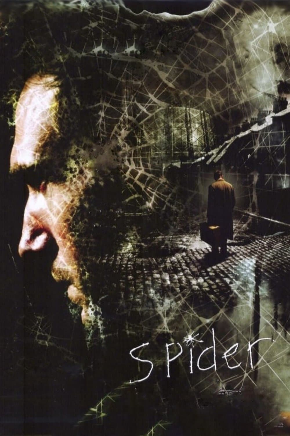 Spider photo