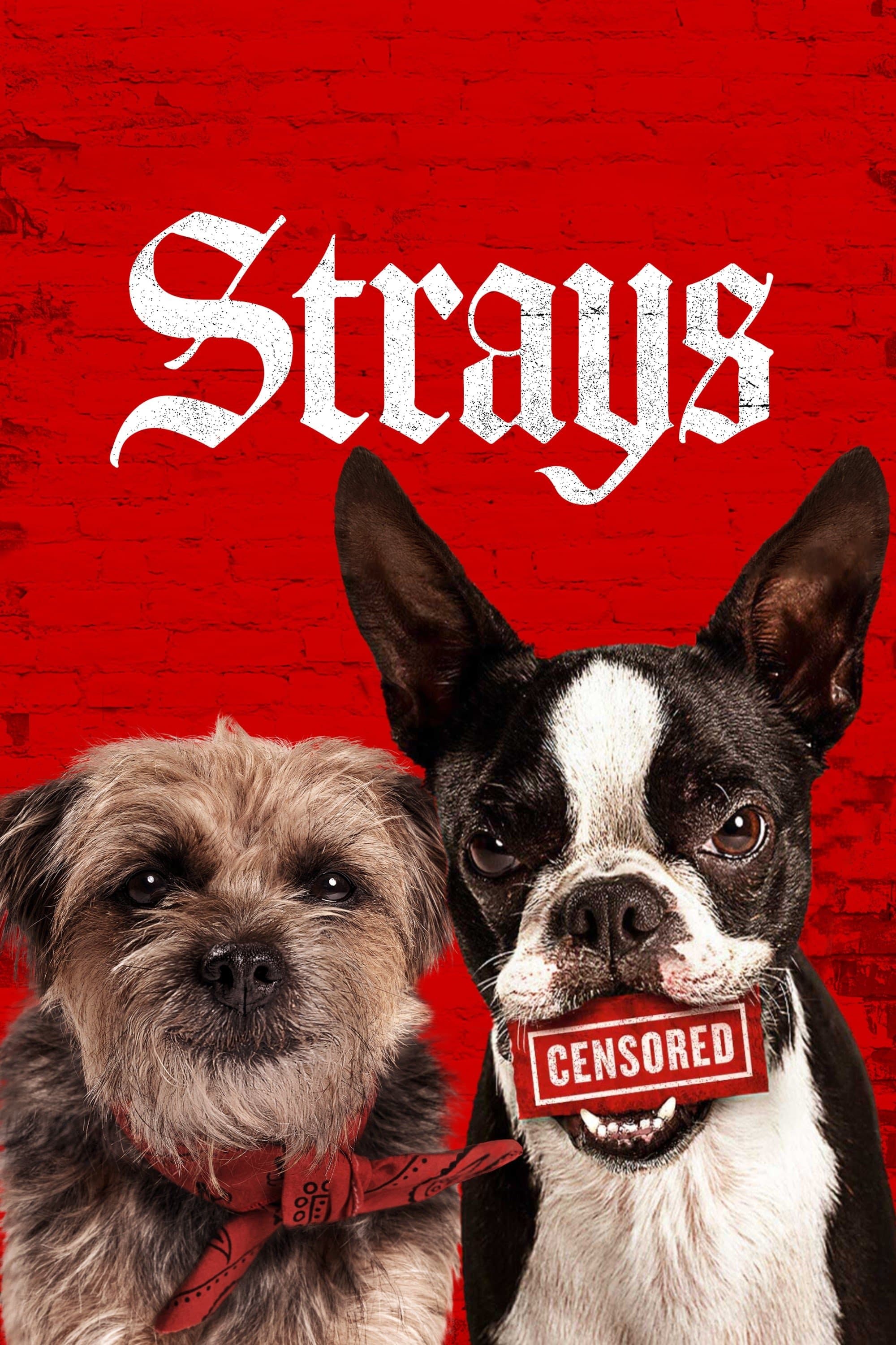 Strays photo