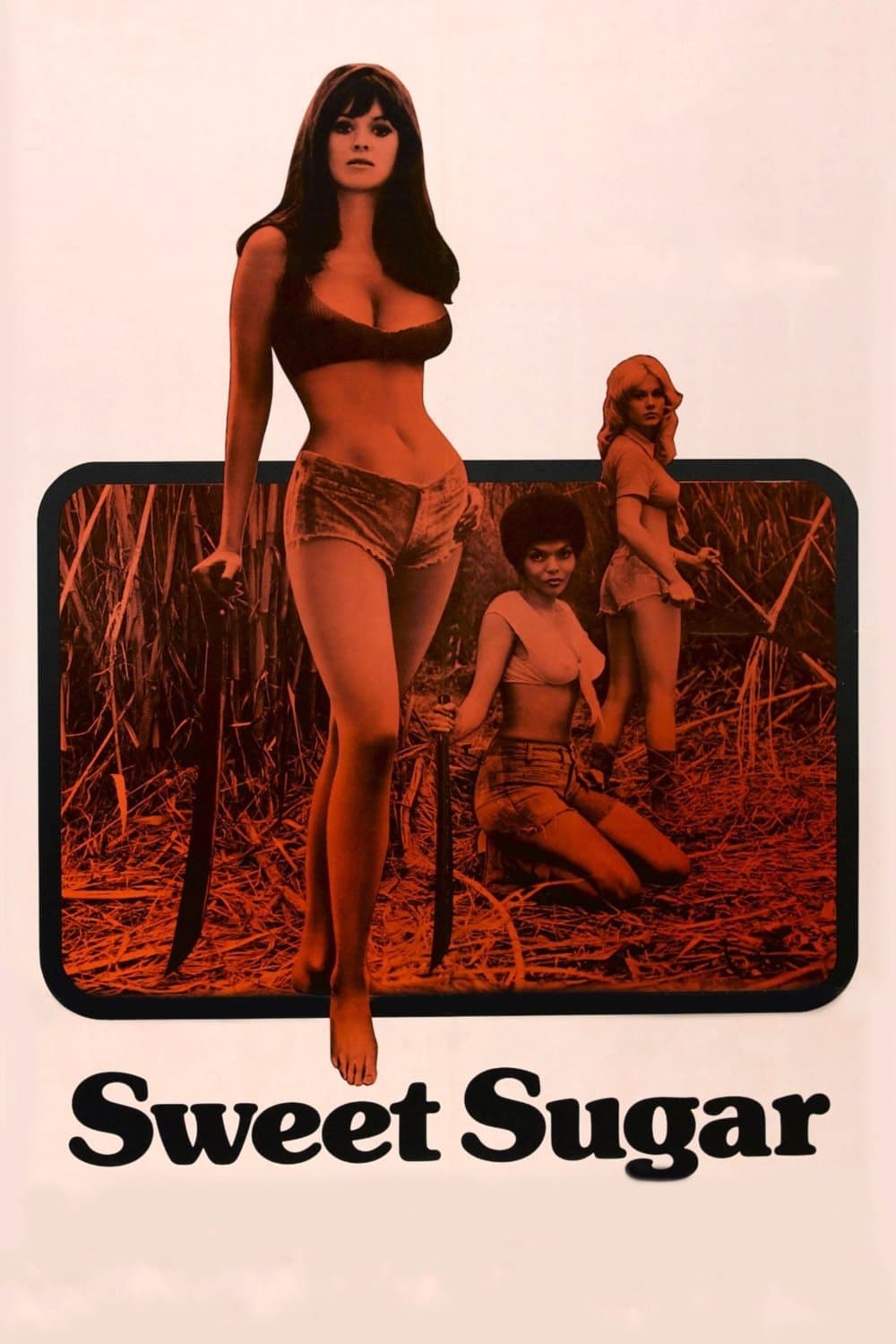 Sweet Sugar photo