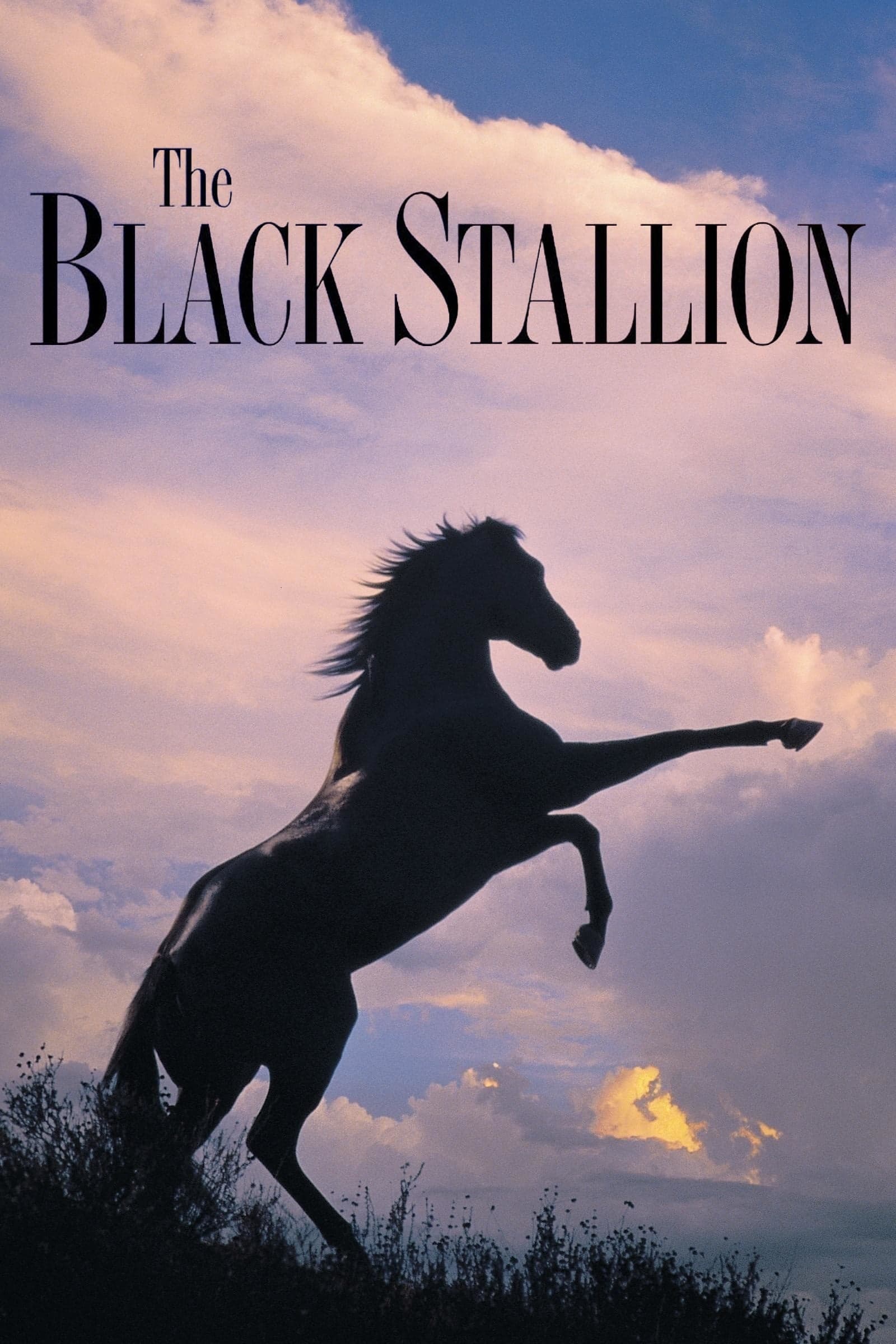 The Black Stallion photo