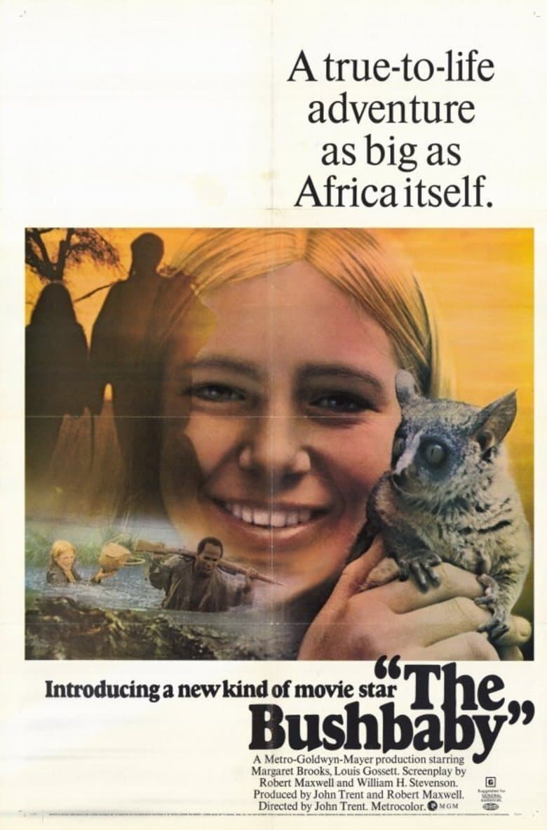 The Bushbaby photo