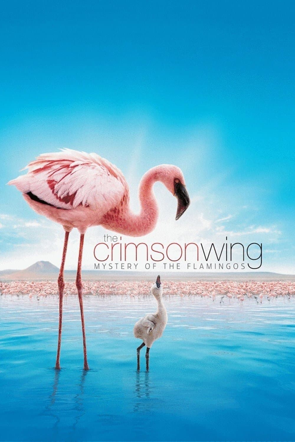The Crimson Wing: Mystery of the Flamingos photo