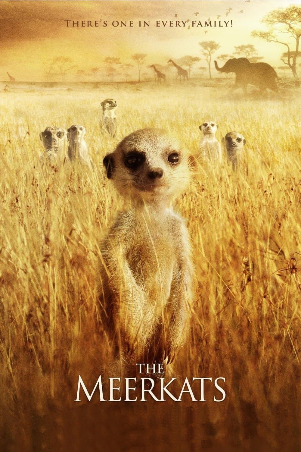 The Meerkats photo