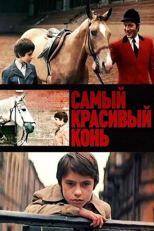 The Most Beautiful Horse photo