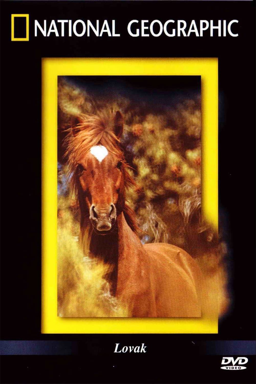The Noble Horse photo