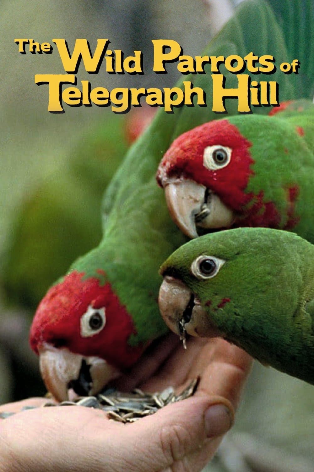 The Wild Parrots of Telegraph Hill photo