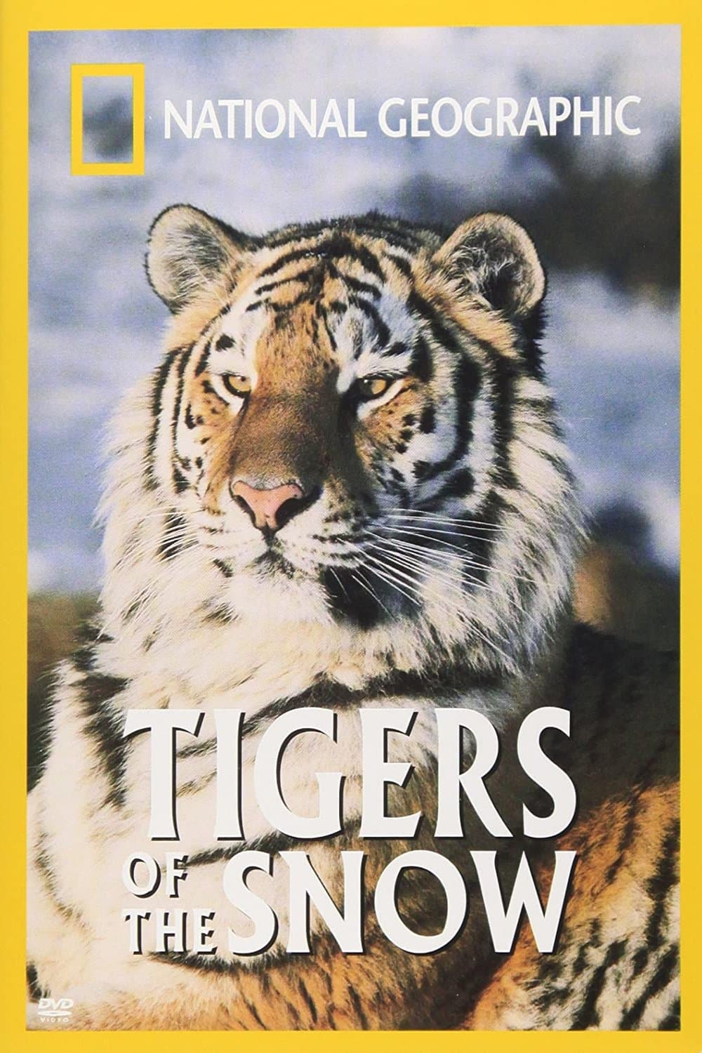 Tigers of the Snow photo
