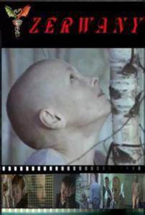 Torn photo