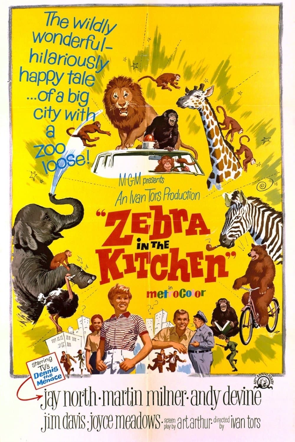 Zebra in the Kitchen photo