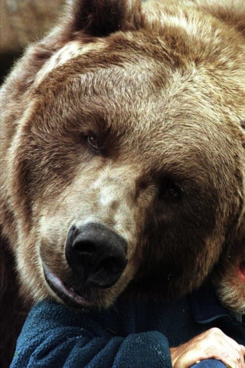 Bart the Bear II photo
