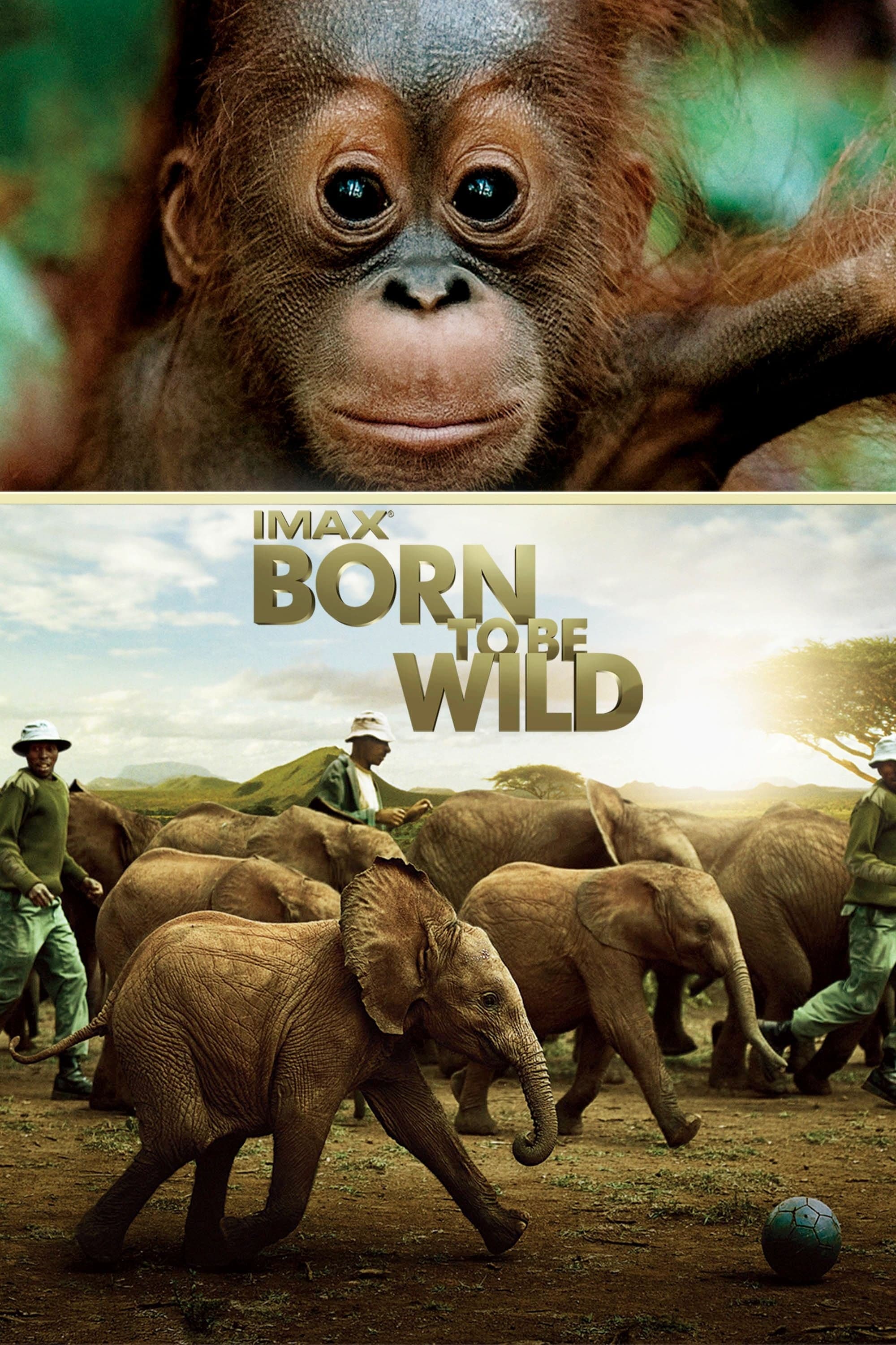 Born to Be Wild photo