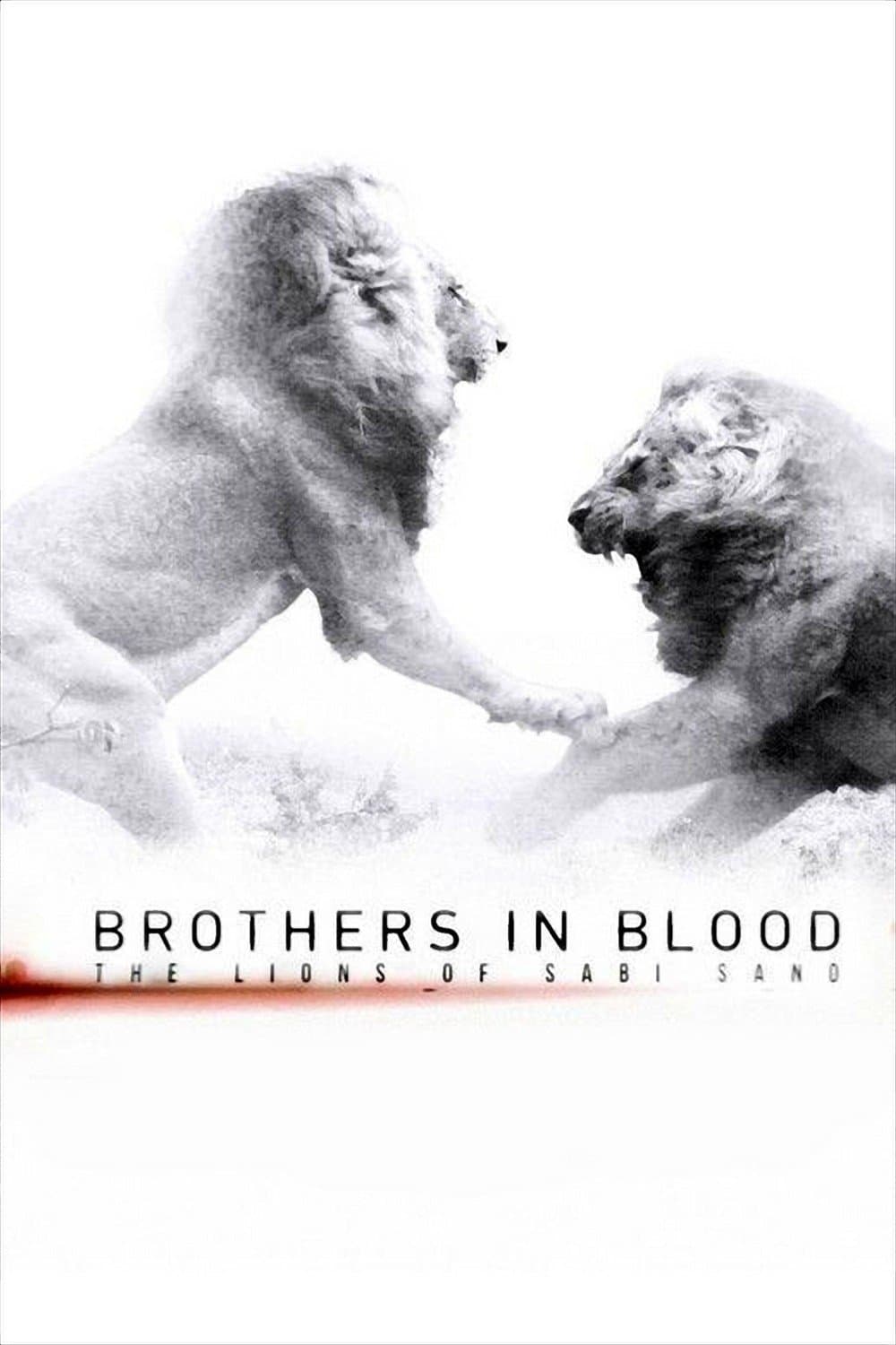Brothers in Blood: The Lions of Sabi Sand photo
