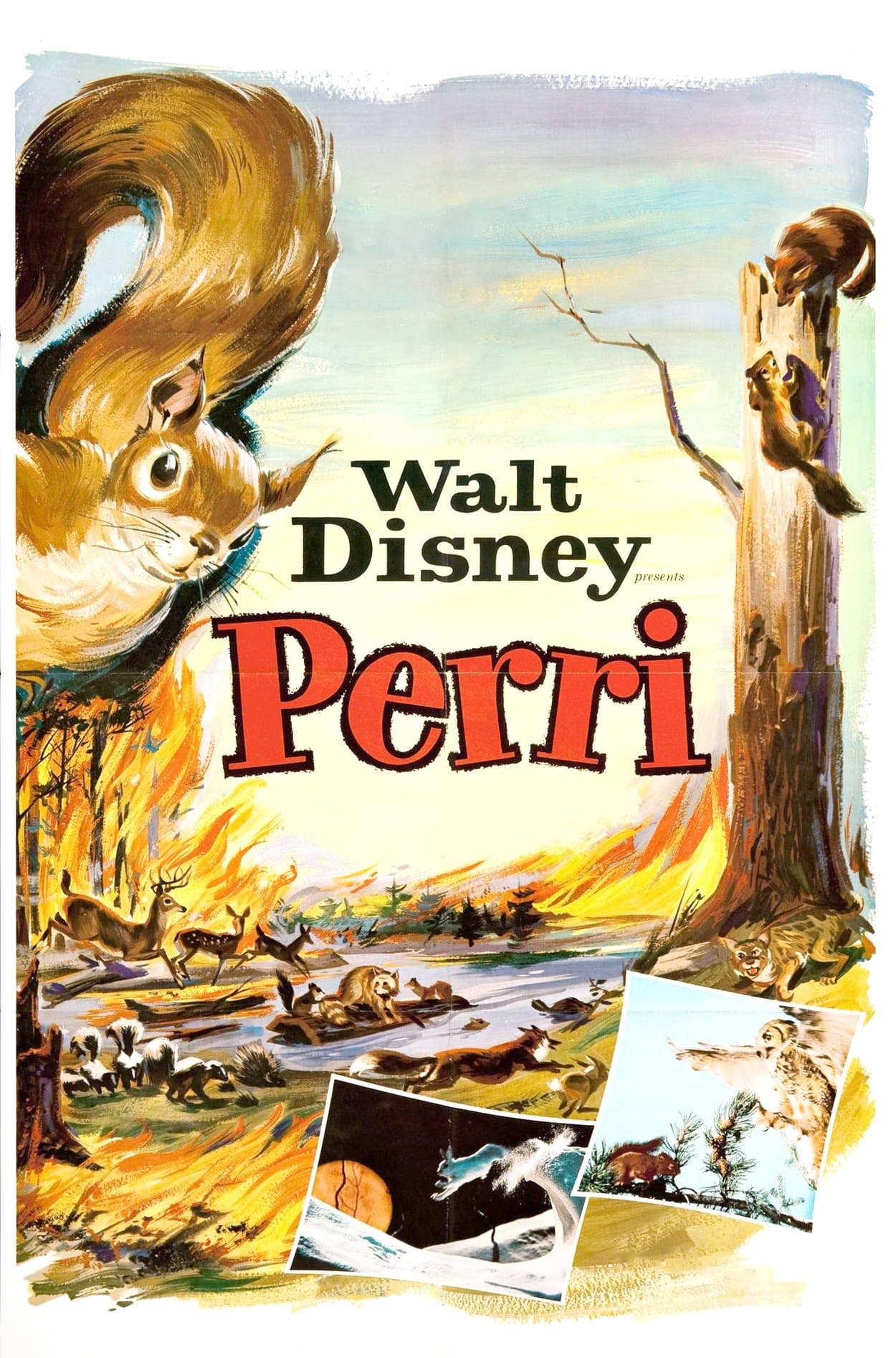 Perri photo