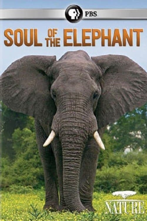 Soul of the Elephant photo